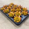 ECHEVERIA 6  ORANGE FÄRGAD 1X16